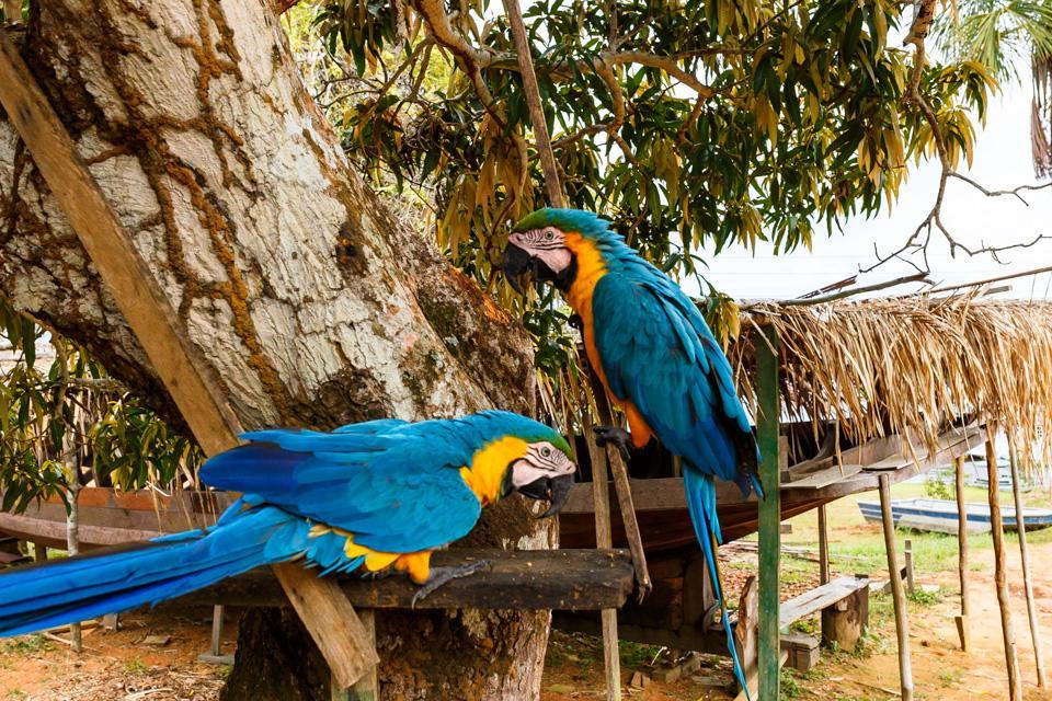 Amazônia ParkSuítes Novo Airão Extérieur photo